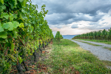 Fototapeta na wymiar The vineyards with ripe grapes coloring red and orange right before harvesting near Geneva in Switzerland - 15