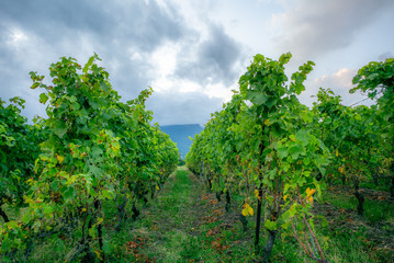 The vineyards with ripe grapes coloring red and orange right before harvesting near Geneva in Switzerland - 17