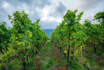 Fototapeta na wymiar The vineyards with ripe grapes coloring red and orange right before harvesting near Geneva in Switzerland - 18
