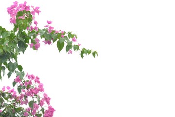Wet sweet pink bougainvillea flower blossom with leaves branches top view on white isolated background 