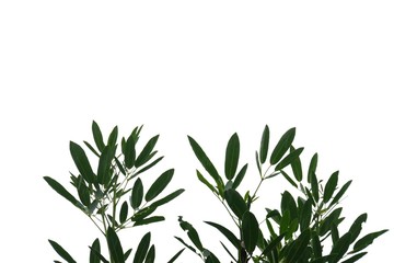 Tropical tree leaves and branches on white isolated background for green foliage backdrop 