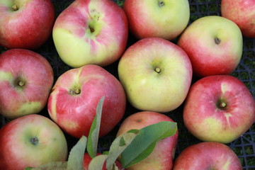 harvesting red apples in the garden