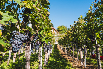 vineyard with ripe grapes in countryside