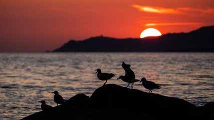 Birds at sunset
