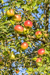 Red- yellow ripe apples on a branch