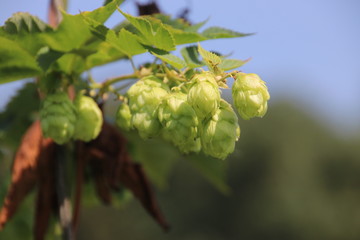 Humulus lupulus in a kitchen garden in green color in sunlight in the Netherlands