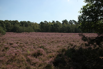 heathland in purple color in Gelderland on Veluwe on the end of the summer in the Netherlands