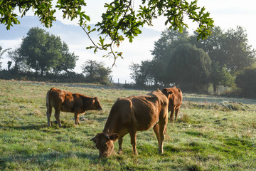 Naklejka premium Cows grazing at dawn backlight