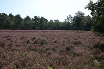 Fototapeta na wymiar heathland in purple color in Gelderland on Veluwe on the end of the summer in the Netherlands