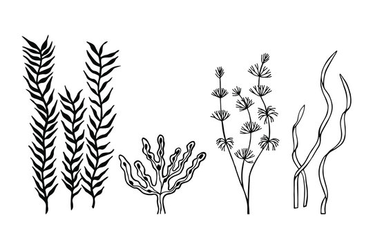 seaweed set vector illustration eps10. hand drawing. art line. © Yevheniia