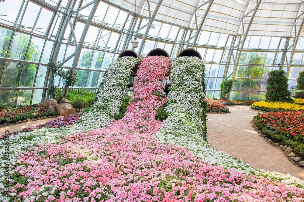 Wall mural pink and white flowers in botanical garden. fresh spring flower in greenhouse. floral exhibition wit