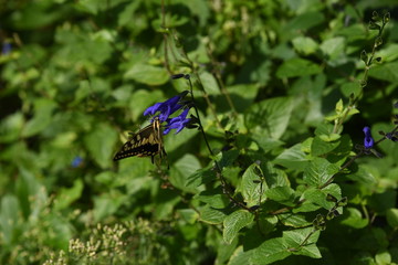 Salvia guaranitica flowers and butterfly / Salvia guaranitica blooms from summer to autumn with blue flowers like snakes opening their mouths.