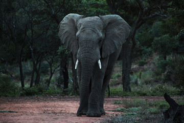 elephant in zoo