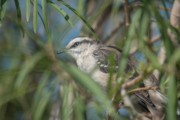 Calandria