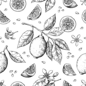 Hand drawn lemon pattern. Vintage seamless texture for juice label, citrus ink sketch. Vector illustrations orange lemon lime fruit summer pattern with leaves and branch for wrapping print