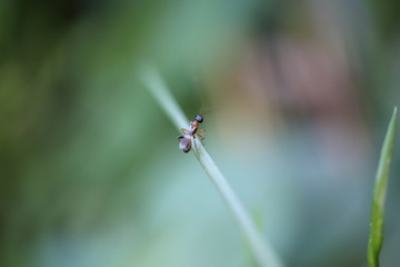 Ant on leaf