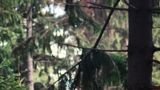 Foresters felling trees in the forest. View of falling pine tree in the forest close up. Deforestation concept.