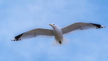 seagull in flight