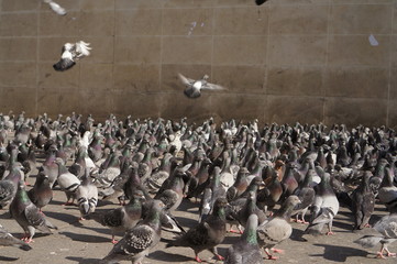flock of seagulls