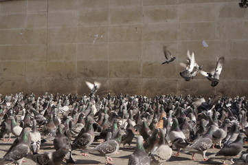 flock of seagulls