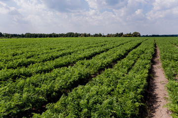 Fototapeta na wymiar Long field and rows of carrots. Blue summer sky.
