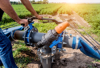 Drip irrigation system. Water saving drip irrigation system being used in a young carrot field. Worker opens the tap