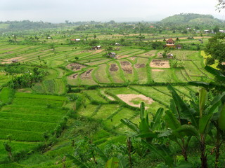 Rice fields in a cloudy sky valley on Bali Island