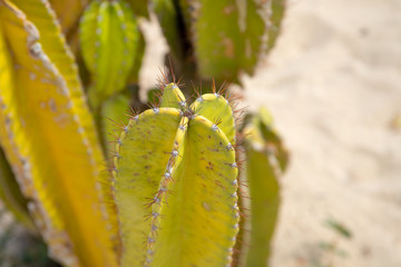 Green yellow cacti closeup on sand background. Cactus in desert. Green cacti with long needles...
