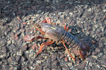 Red crayfish or freshwater lobster crossing the road