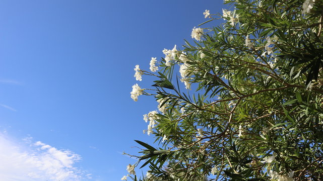 tree and blue sky