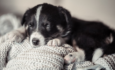 Little cute puppy lying with a sweater.