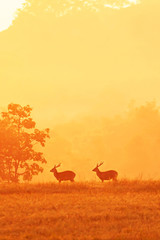 Naklejka na ściany i meble Males Hog Deer relaxing in a grassland at sunrise.