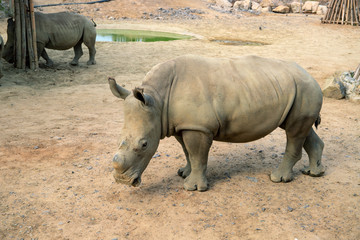 Fototapeta premium Small rhino without horn. Rhinoceros in zoo enclosure. Endangered african animal. Huge herbivorous of hot climate.