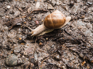 Schnecke