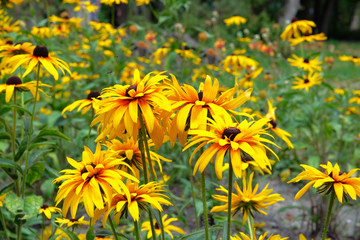Yellow Echinacea flower on green nature background, close up. Patch of coneflower in summers meadow. Bright blooming flowers.