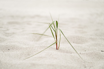 Zartes Strandgras am Ostseestrand wird vom Wind bewegt, das kleine einzeln stehende Grasbüschel zeigt leichte Bewegungsspuren - Location: Deutschland, Ostsee, Insel Rügen