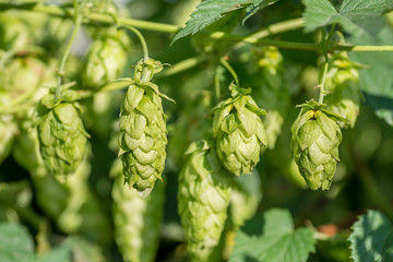 Green fresh hop cones for making beer and bread close up. Detail of hop cones in the hop field