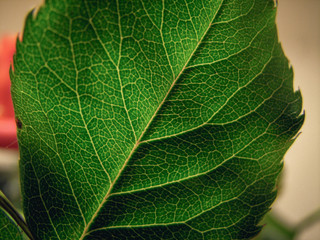 Green leaf texture. Close up, vivid colours. Veins.