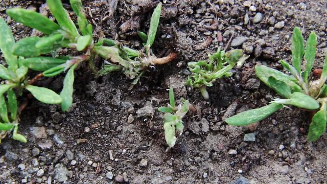 Common black ants digging an ant hole near some weeds, macro view with a shallow depth of field
