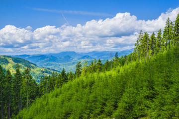 Young conifer tree in summer forest