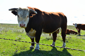 Beef cattle in pasture in North dakota.