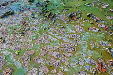 Death aquatic flora under influence of household detergents