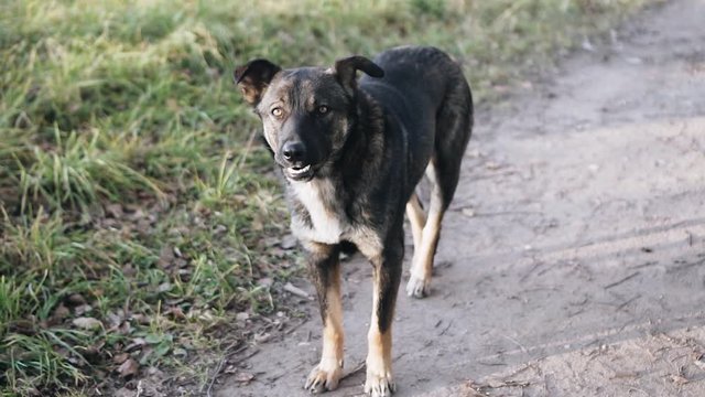 Beautiful good dog looks alternately at the camera and forward. Piercing eyes. Feelings and emotions.