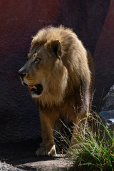 Lion, mane, ferocious, King of the beasts, roar, big cat, profile, mammal, conservation, majestic, head, carnivore, male, female, Kenya, reline, Africa, Tanzania, safari, wildlife, cub, feline, roar, 