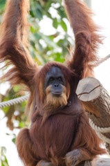 Fototapeta premium Aufmerksamkeit erregender Orang Utan
