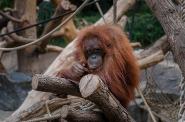 Schüchterner Orang Utan auf Holzstamm