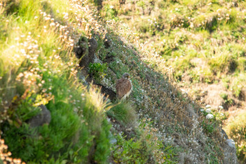 Kestrel perched on cliff top in Cornwall