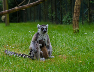 Katta Affe mit Jungtier im Gras sitzend