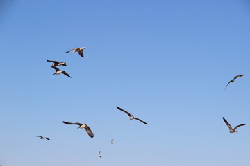 flock of seagulls fly freely at the sky