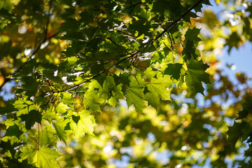 Branch with green leaves of a maple tree on a background of blurry yellow leaves and blue sky against the sunon an autumn sunny warm day, backlight, maple seeds